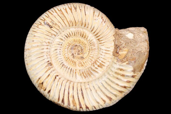 Jurassic Ammonite (Perisphinctes) - Madagascar #126070